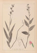 Herbier de la flore française Pl0985 - Louis Antoine Cusin — vista de la obra