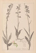 Herbier de la flore française Pl0986 - Louis Antoine Cusin — vista de la obra