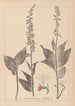 Herbier de la flore française Pl0988 - Louis Antoine Cusin — vista de la obra
