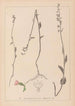 Herbier de la flore française Pl0989 - Louis Antoine Cusin — vista de la obra