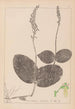 Herbier de la flore française Pl0991 - Louis Antoine Cusin — artwork view