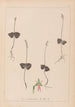 French flora herbarium painting Pl0992 - Louis Antoine Cusin — artwork view