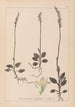 Herbier de la flore française Pl0995 - Louis Antoine Cusin — artwork view