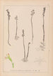 French flora herbarium painting Pl0996 - Louis Antoine Cusin — artwork view