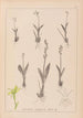Herbier de la flore française Pl0997 - Louis Antoine Cusin — artwork view