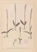 Herbier de la flore française Pl1000 - Louis Antoine Cusin — artwork view