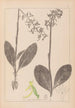 Herbier de la flore française Pl1006 - Louis Antoine Cusin — vista de la obra