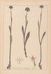 Herbier de la flore française Pl1007 - Louis Antoine Cusin — artwork view