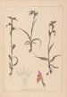 Herbier de la flore française Pl1008 - Louis Antoine Cusin — vista de la obra