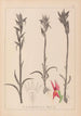 Herbier de la flore française Pl1009 - Louis Antoine Cusin — vista de la obra