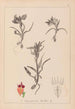 Herbier de la flore française Pl1011 - Louis Antoine Cusin — vista de la obra