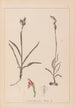 Herbier de la flore française Pl1012 - Louis Antoine Cusin — vista de la obra