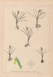 Herbier de la flore française Pl1014 - Louis Antoine Cusin | Cuadro — vista de la obra
