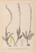 Herbier de la flore française Pl1015 - Louis Antoine Cusin — vista de la obra