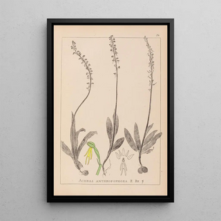 Louis Antoine Cusin - Herbier de la flore franaise Pl1015.webp