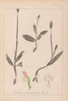 Herbier de la flore française Pl1019 - Louis Antoine Cusin — vista de la obra