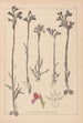 Herbier de la flore française Pl1020 - Louis Antoine Cusin — vista de la obra
