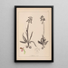 Herbier de la flore française Pl1021 - Louis Antoine Cusin — cuadro enmarcado en la pared