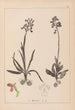 Herbier de la flore française Pl1021 - Louis Antoine Cusin — vista de la obra