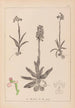 Herbier de la flore française Pl1022 - Louis Antoine Cusin — vista de la obra