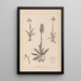 Herbier de la flore française Pl1022 - Louis Antoine Cusin — cuadro enmarcado en la pared