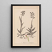 Herbier de la flore française Pl1023 - Louis Antoine Cusin — cuadro enmarcado en la pared