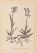 Herbier de la flore française Pl1023 - Louis Antoine Cusin — vista de la obra