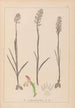 Herbier de la flore française Pl1024 - Louis Antoine Cusin — vista de la obra