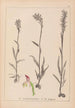 Herbier de la flore française Pl1025 - Louis Antoine Cusin — artwork view