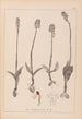 Herbier de la flore française Pl1026 - Louis Antoine Cusin — artwork view