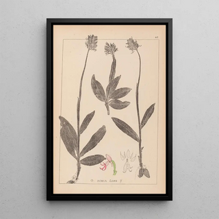 Louis Antoine Cusin - Herbier de la flore franaise Pl1028.webp