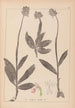 French flora herbarium painting Pl1028 - Louis Antoine Cusin — artwork view