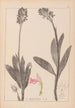 Herbier de la flore française Pl1029 - Louis Antoine Cusin — vista de la obra