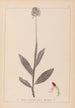 Herbier de la flore française Pl1030 - Louis Antoine Cusin — artwork view
