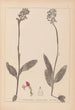 Herbier de la flore française Pl1031 - Louis Antoine Cusin — vista de la obra