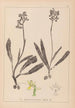 Herbier de la flore française Pl1033 - Louis Antoine Cusin — artwork view
