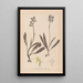 Herbier de la flore française Pl1033 - Louis Antoine Cusin — framed artwork on a wall