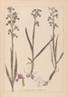 Herbier de la flore française Pl1034 - Louis Antoine Cusin — vista de la obra