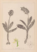 Herbier de la flore française Pl1036 - Louis Antoine Cusin — vista de la obra