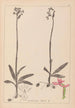 Herbier de la flore française Pl1039 - Louis Antoine Cusin — vista de la obra