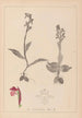 French flora herbarium painting Pl1040 - Louis Antoine Cusin — artwork view