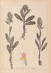 Herbier de la flore française Pl1042 - Louis Antoine Cusin — vista de la obra
