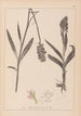 Herbier de la flore française Pl1043 - Louis Antoine Cusin — vista de la obra