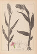 Herbier de la flore française Pl1045 - Louis Antoine Cusin — vista de la obra