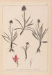 Herbier de la flore française Pl1046 - Louis Antoine Cusin — vista de la obra