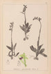 Herbier de la flore française Pl1048 - Louis Antoine Cusin — artwork view