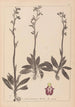 Herbier de la flore française Pl1049 - Louis Antoine Cusin — vista de la obra