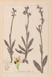 Herbier de la flore française Pl1050 - Louis Antoine Cusin — vista de la obra