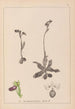 Herbier de la flore française Pl1051 - Louis Antoine Cusin — artwork view