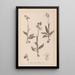 Herbier de la flore française Pl1052 - Louis Antoine Cusin — framed artwork on a wall